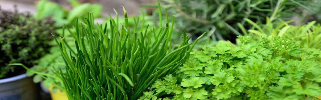Plants and Herbs used for Healing and Wellbeing